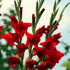 Jak krásná rostlina gladiolus na zahradní pozemek